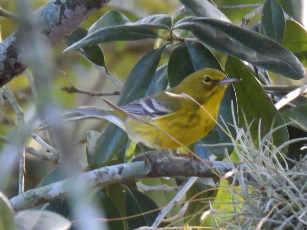 Pine Warbler - ML647597602