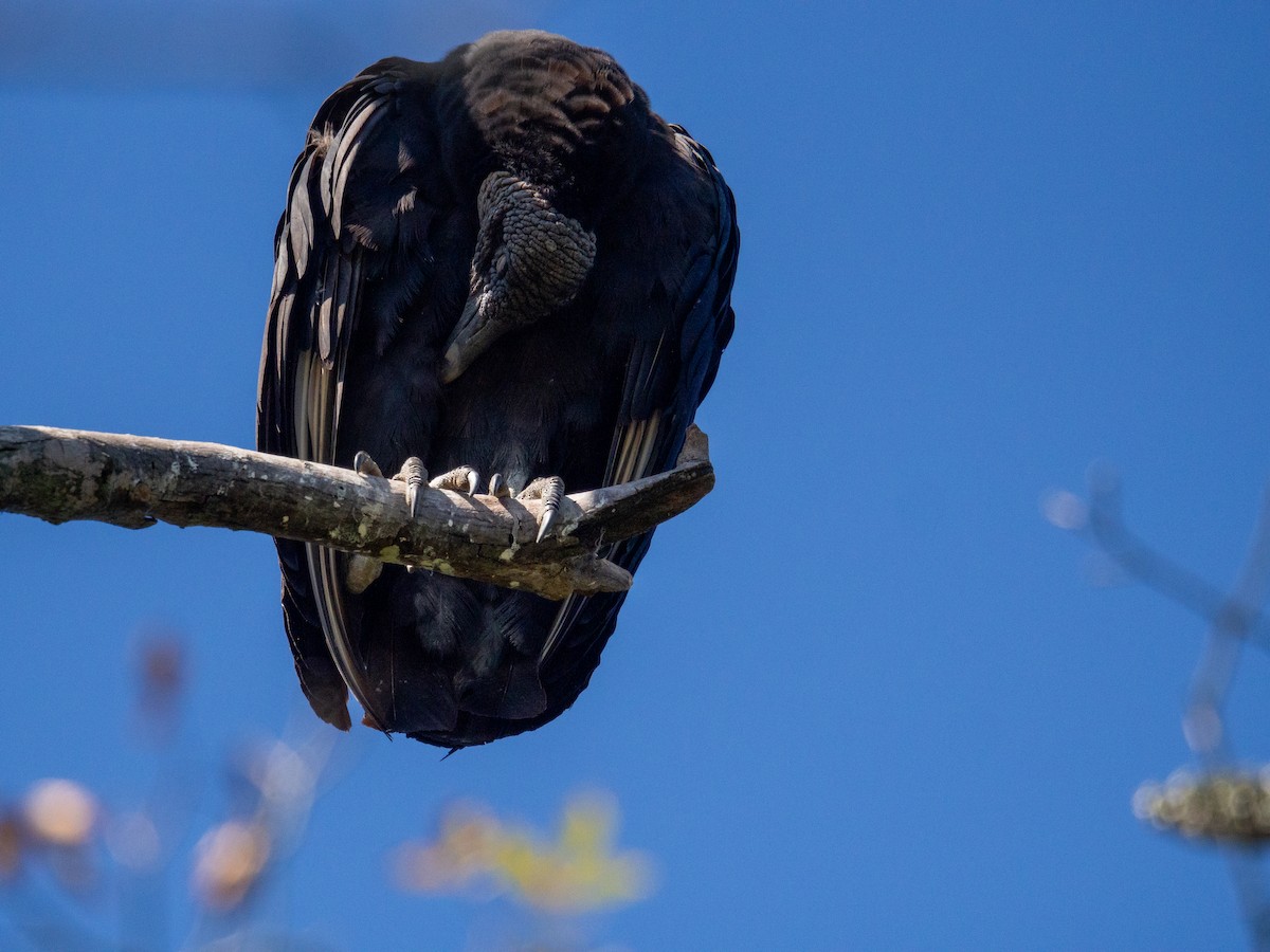 Black Vulture - ML647597621