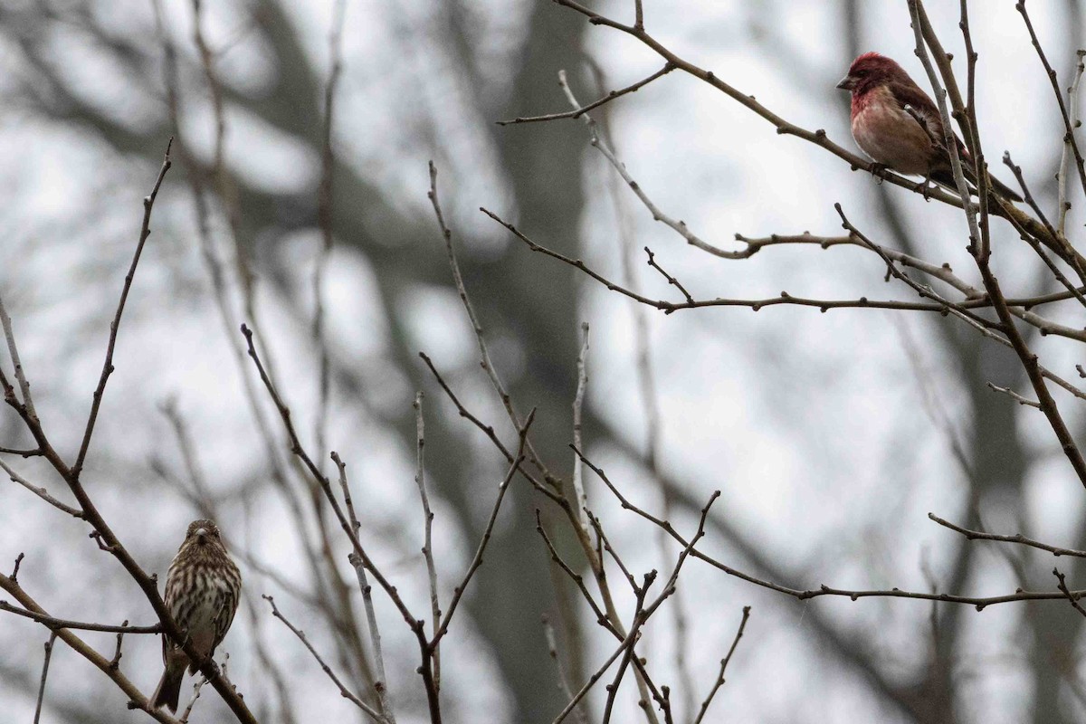 Purple Finch - ML647597635
