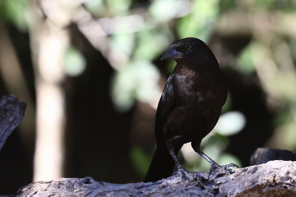 Bronzed Cowbird - ML647597650
