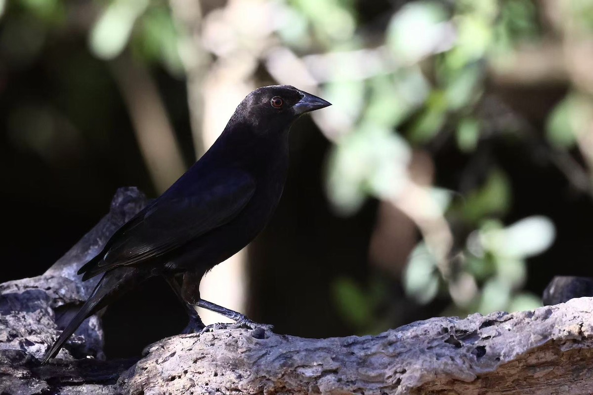 Bronzed Cowbird - ML647597651