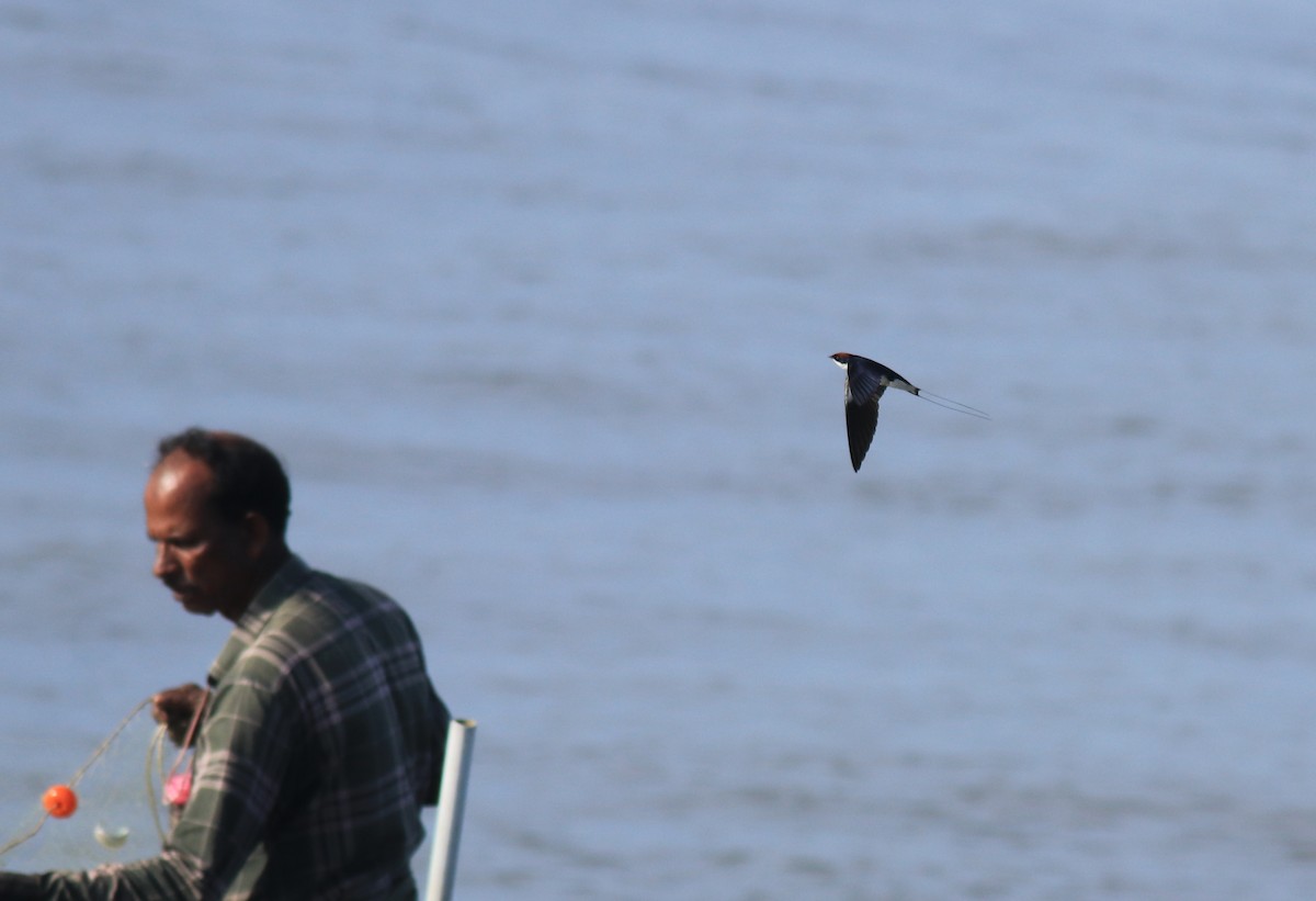 Wire-tailed Swallow - ML647597685