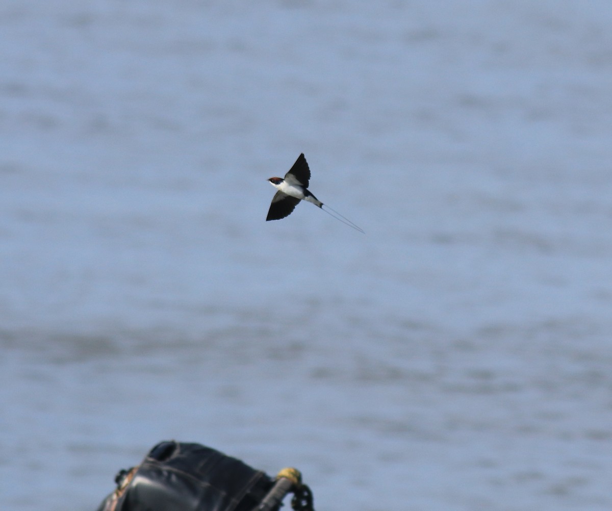 Wire-tailed Swallow - ML647597686