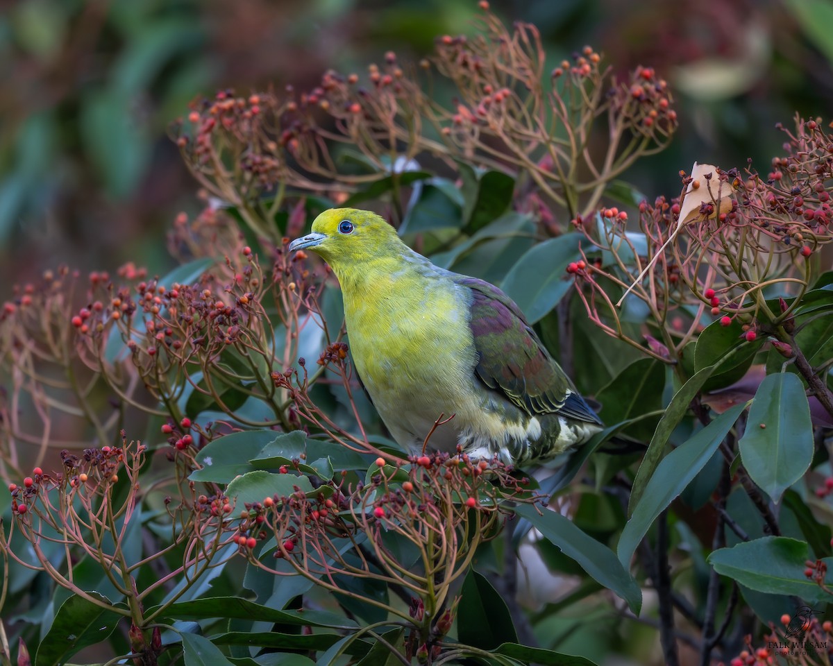 White-bellied Green-Pigeon - ML647597687