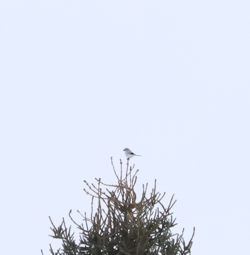 Antzandobi boreala - ML647597702