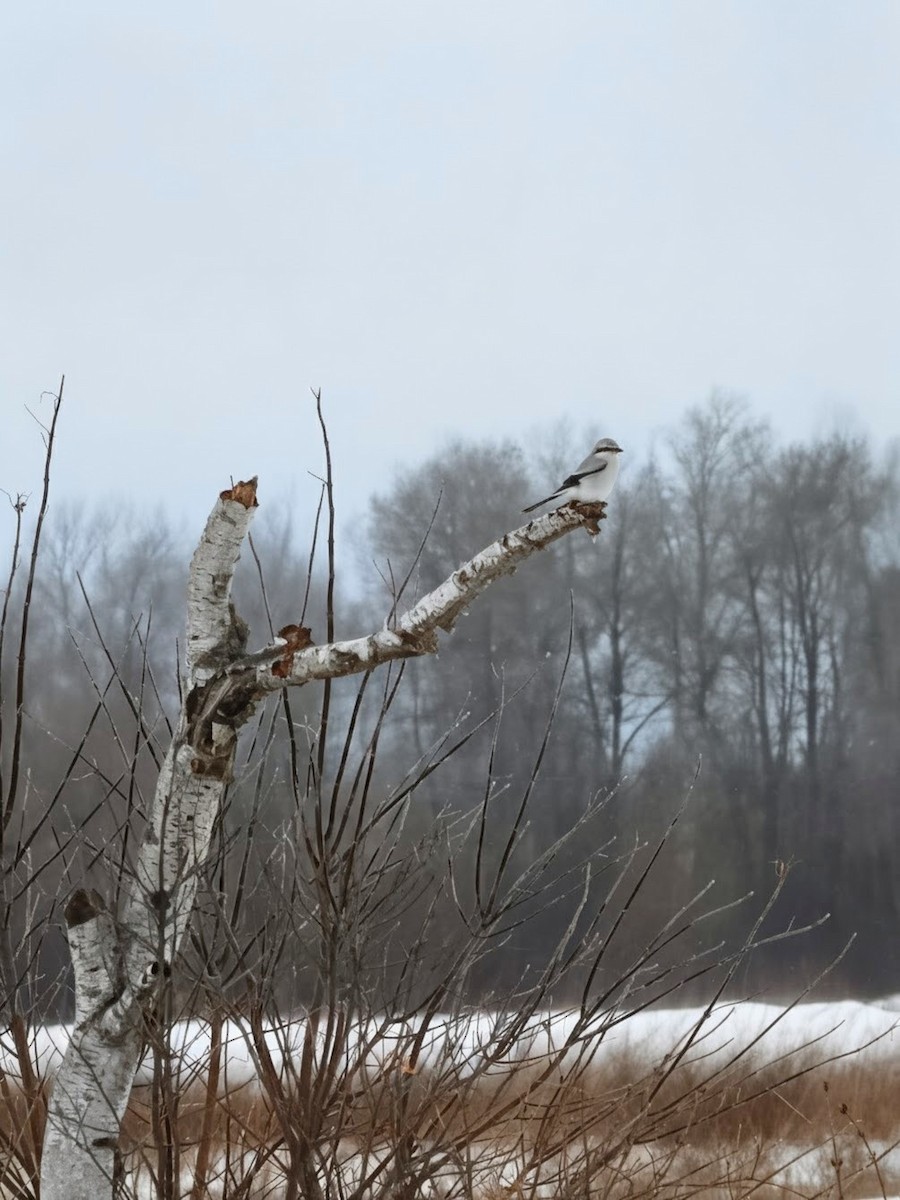 Antzandobi boreala - ML647597707