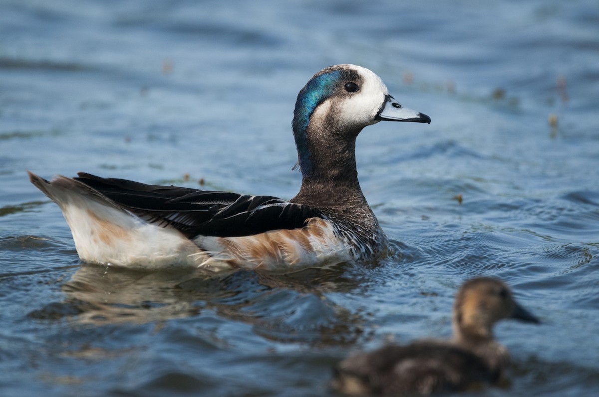 Chiloe Wigeon - Claudia Brasileiro