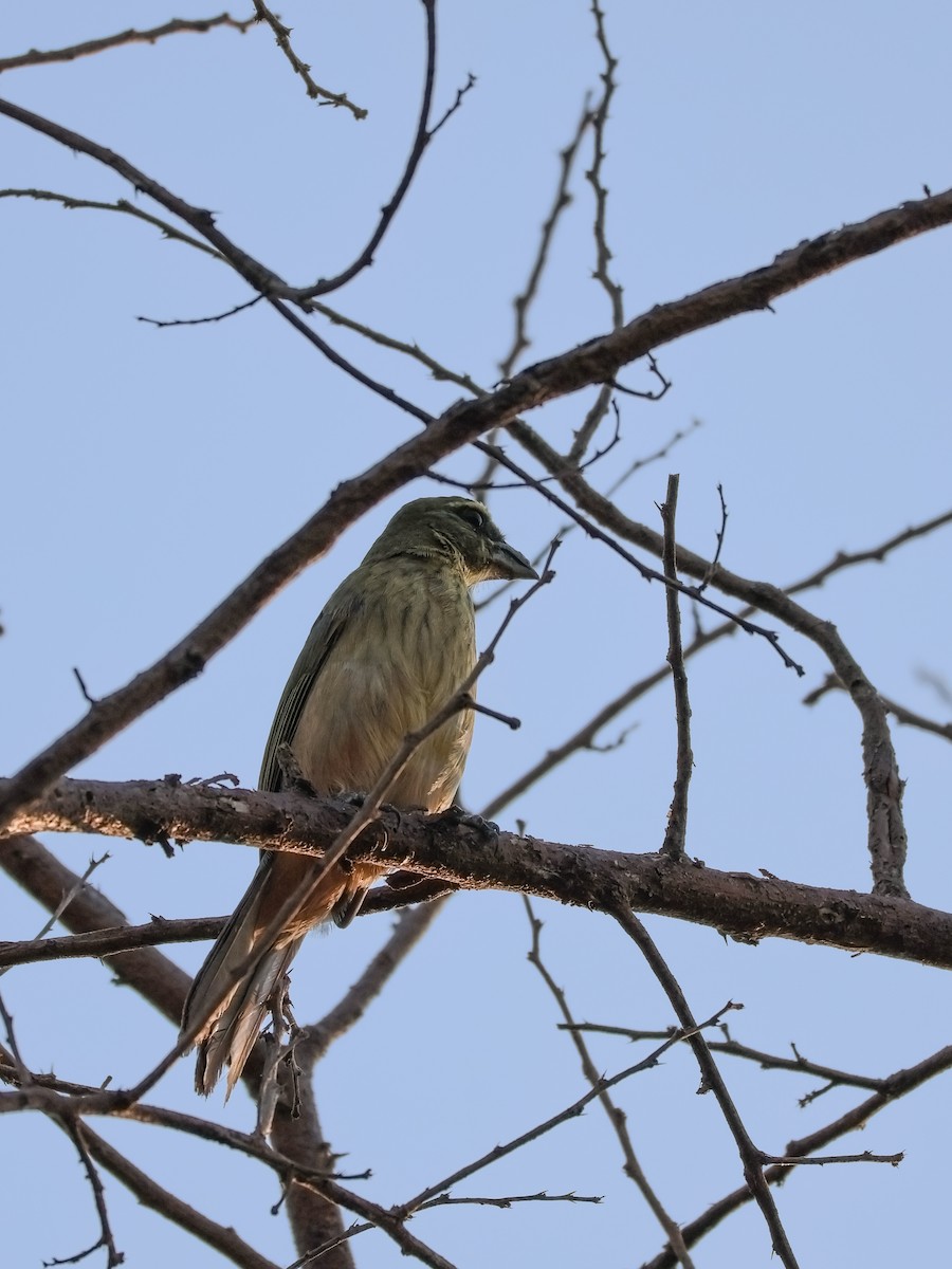 Cinnamon-bellied Saltator - ML647597710