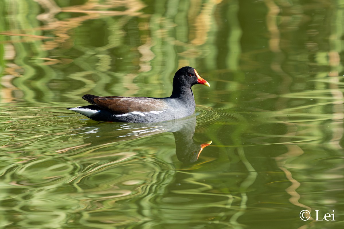 slípka americká - ML647597711