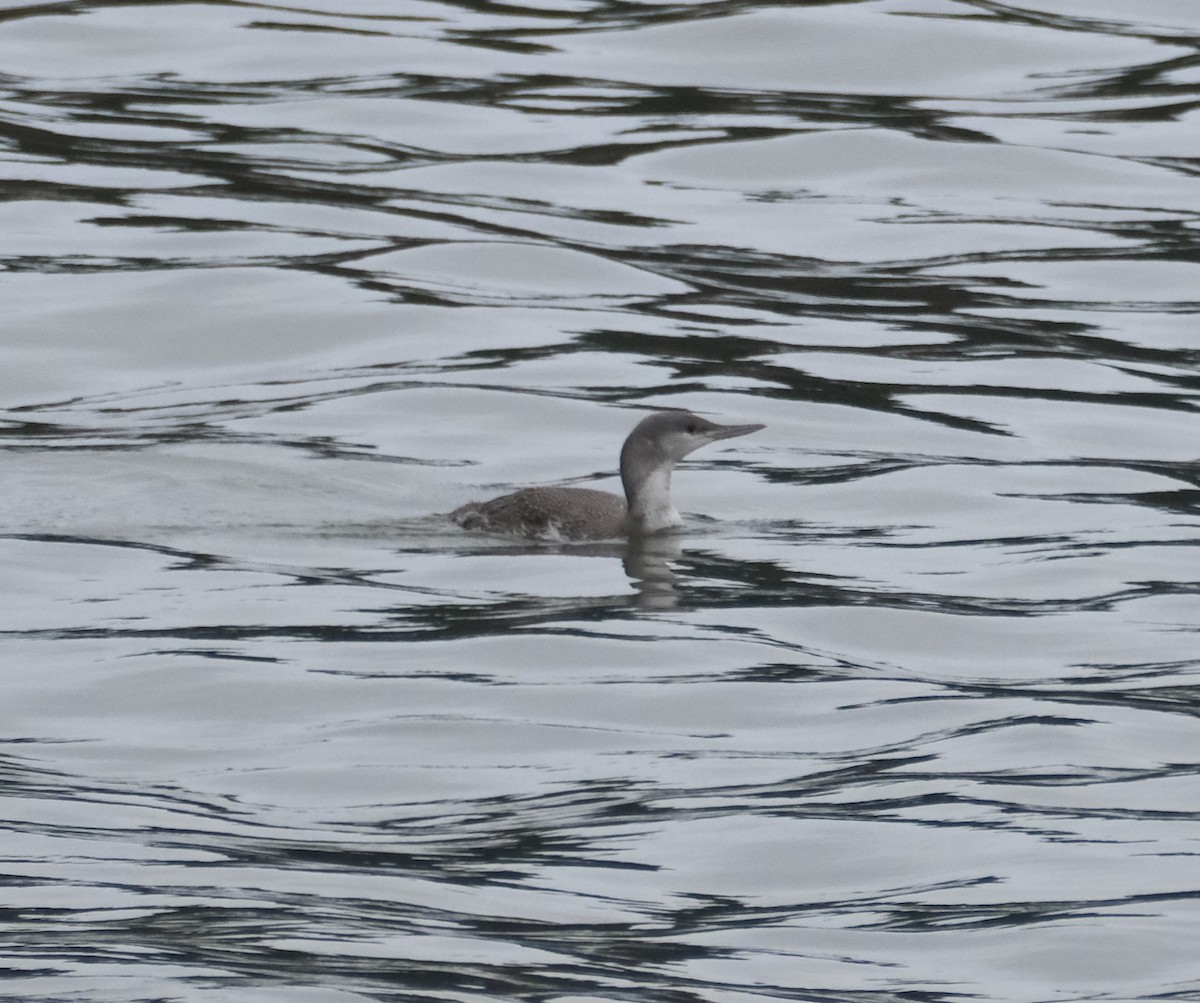 紅喉潛鳥 - ML647597712