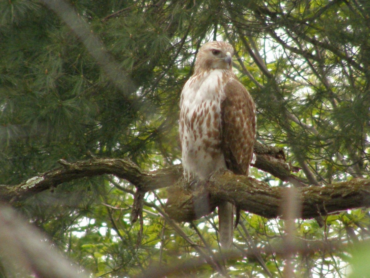 Red-tailed Hawk - ML647597722