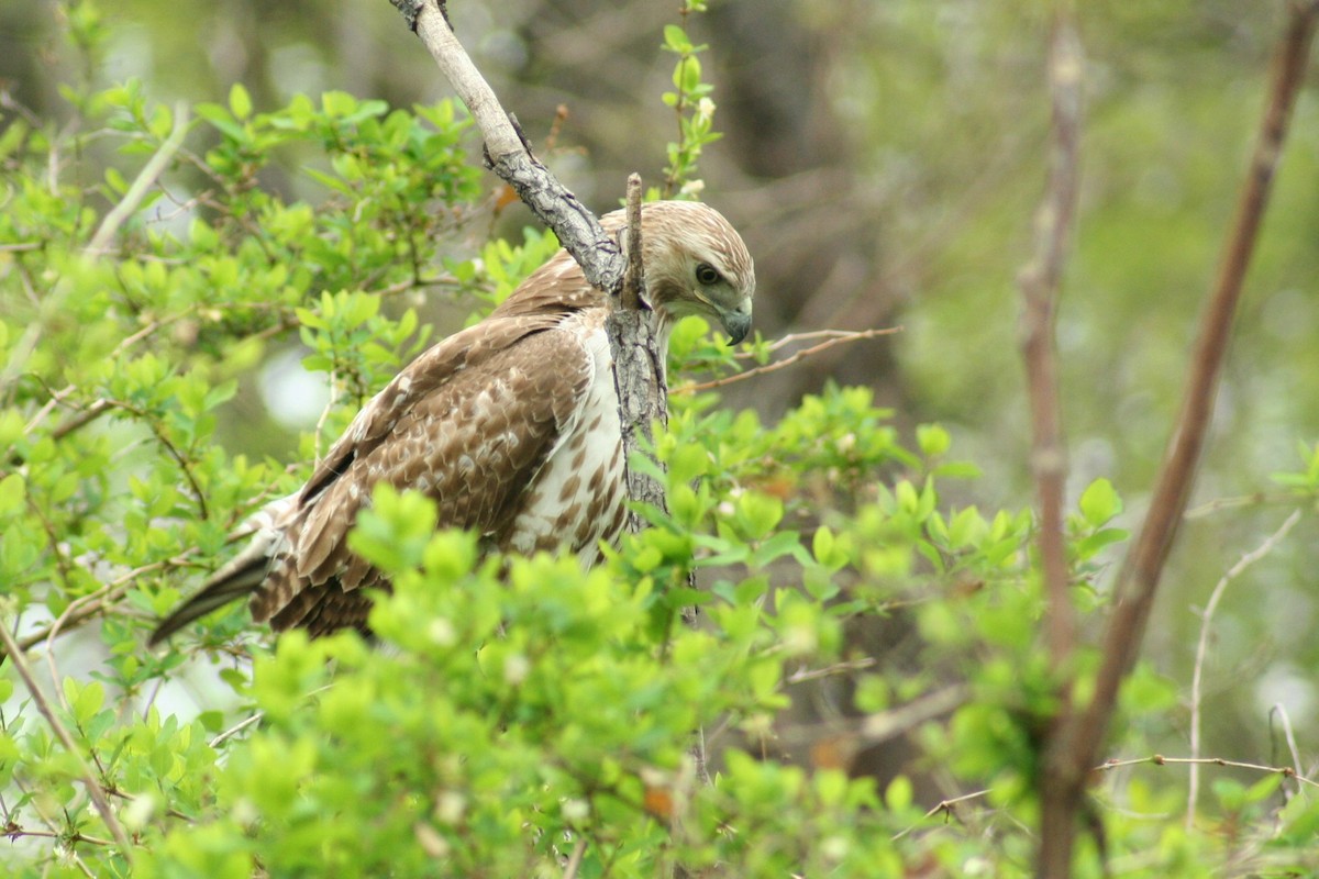 Red-tailed Hawk - ML647597735