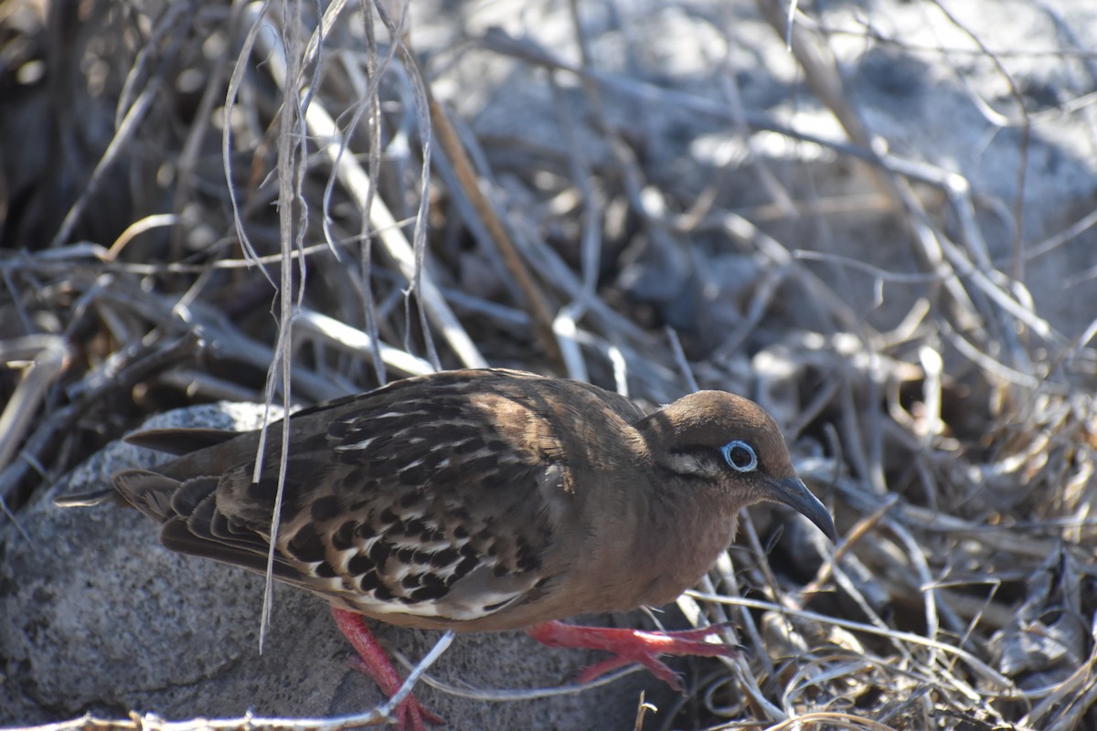 Galapagos Dove - ML647597775