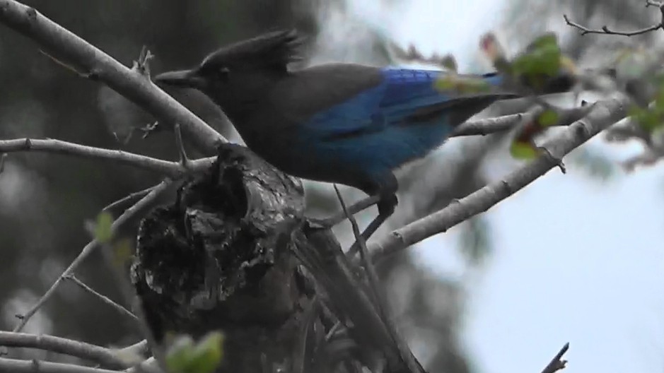 Steller Kargası - ML647597806