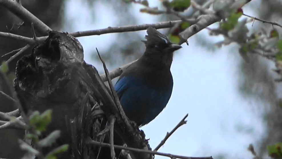 Steller Kargası - ML647597807