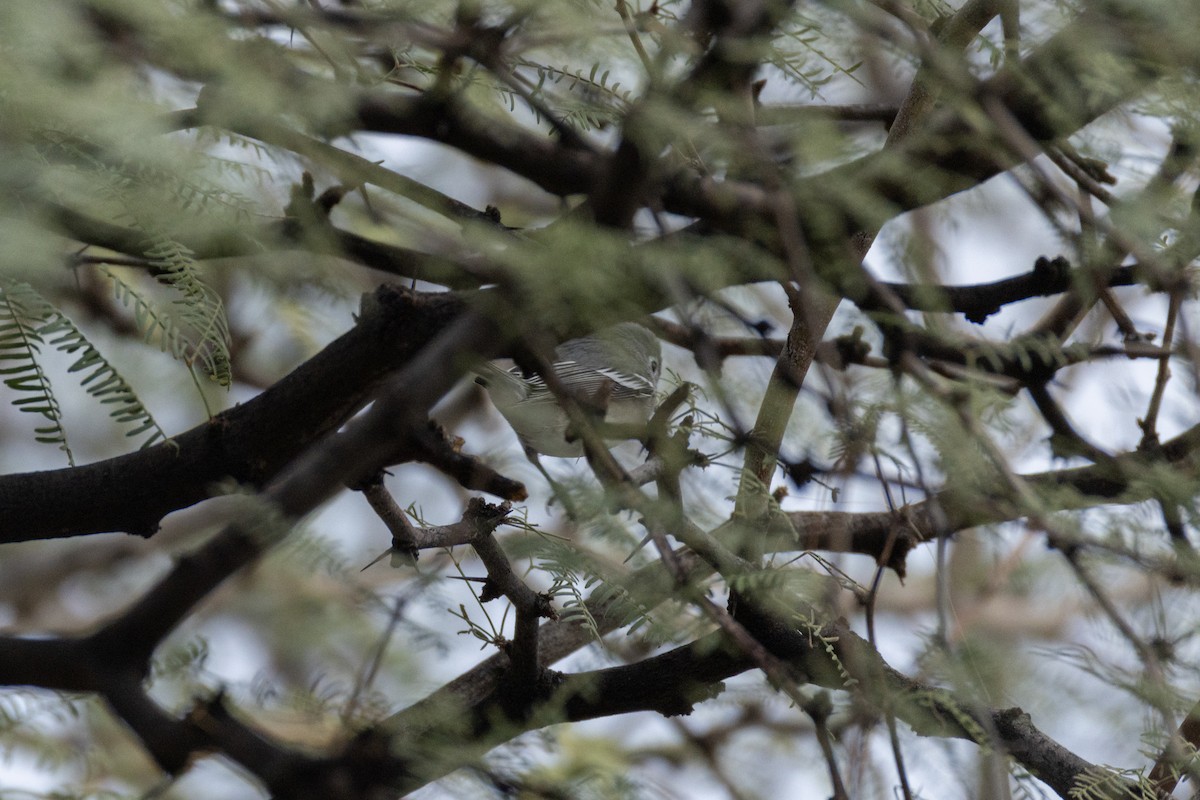 Plumbeous Vireo - ML647597814