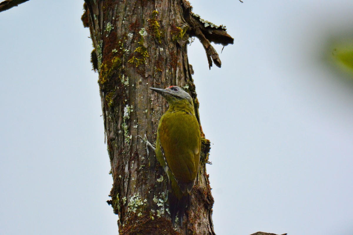 Pic cendré - ML647597815