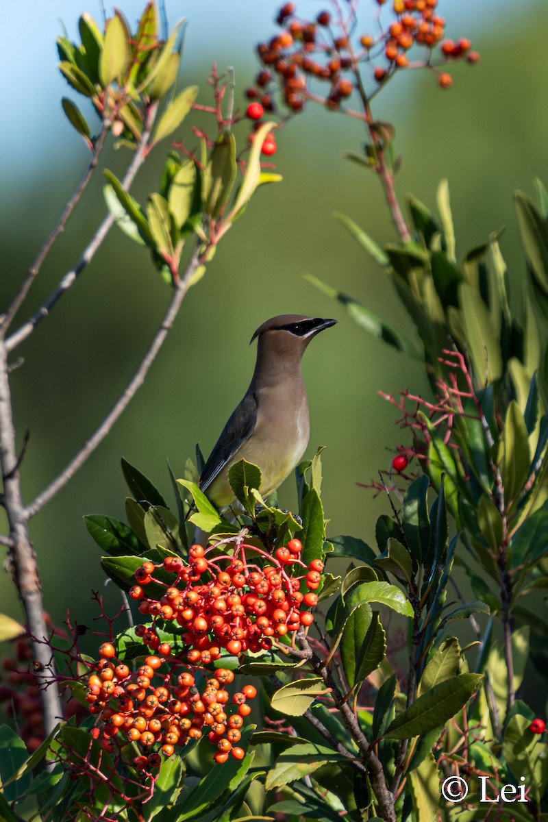 Sedir İpekkuyruğu - ML647597818