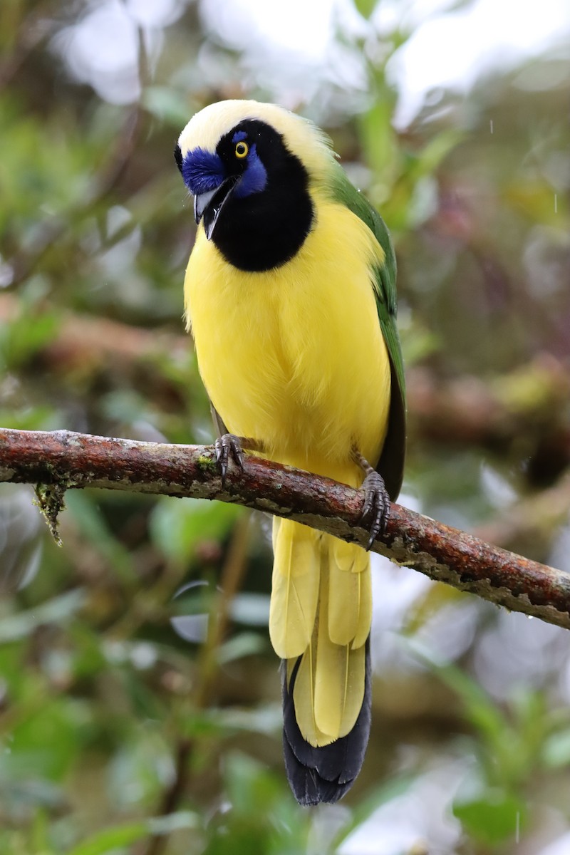 Green Jay (Inca) - ML647597821