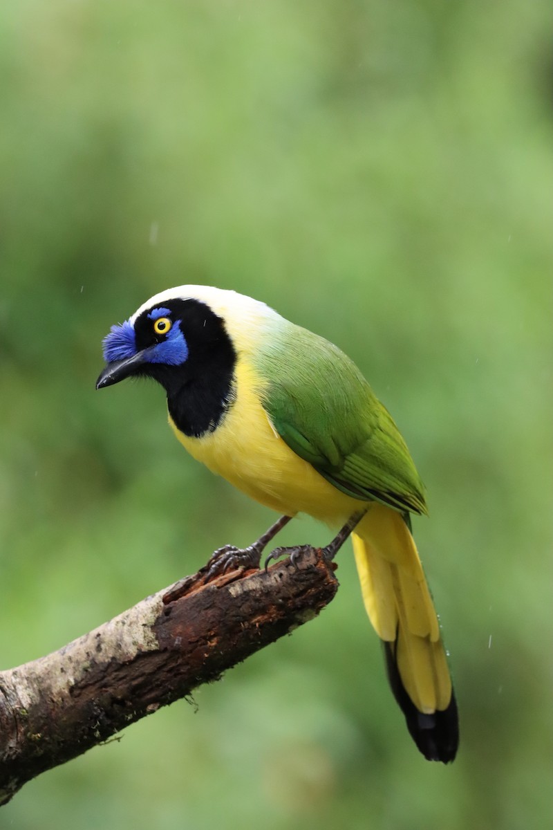 Green Jay (Inca) - ML647597822