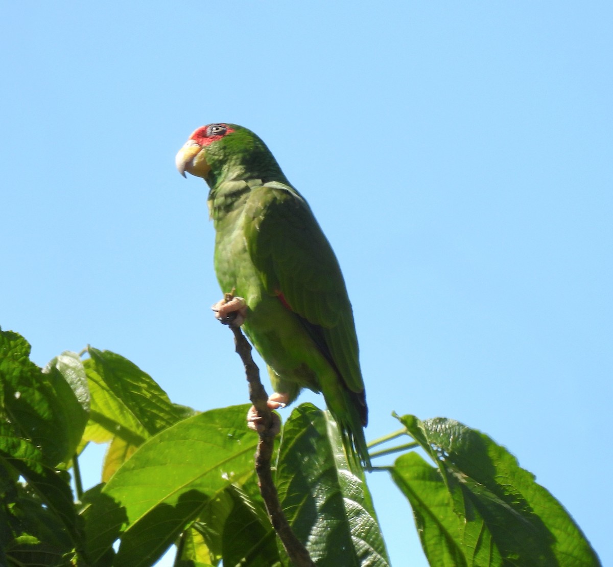 White-fronted Amazon - ML647597823