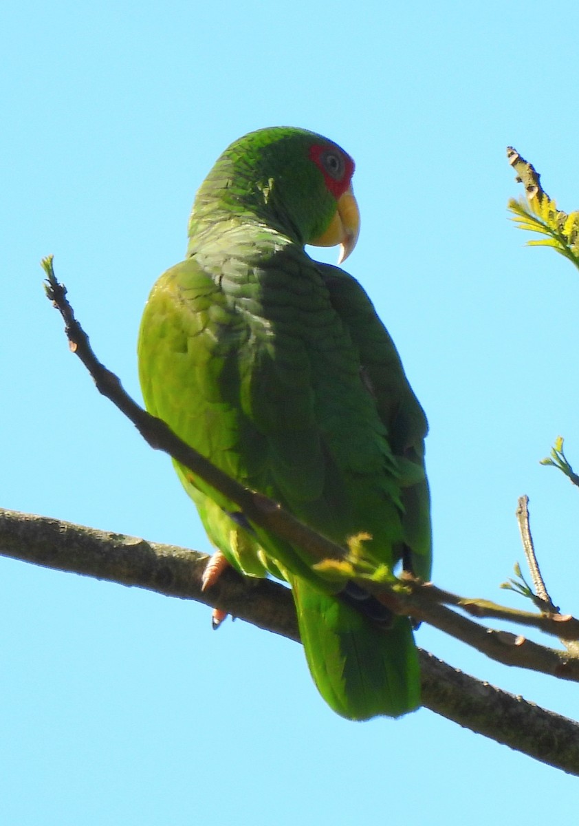 White-fronted Amazon - ML647597824