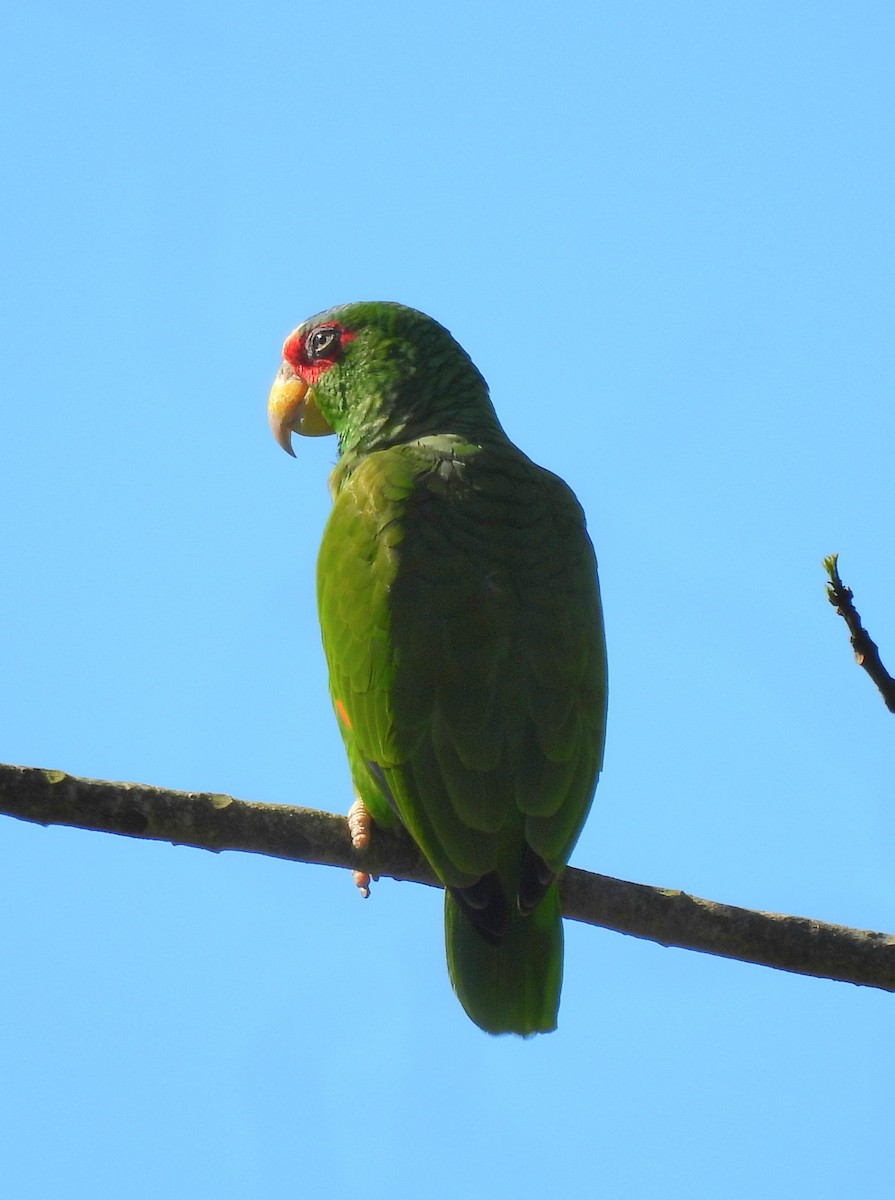 White-fronted Amazon - ML647597825