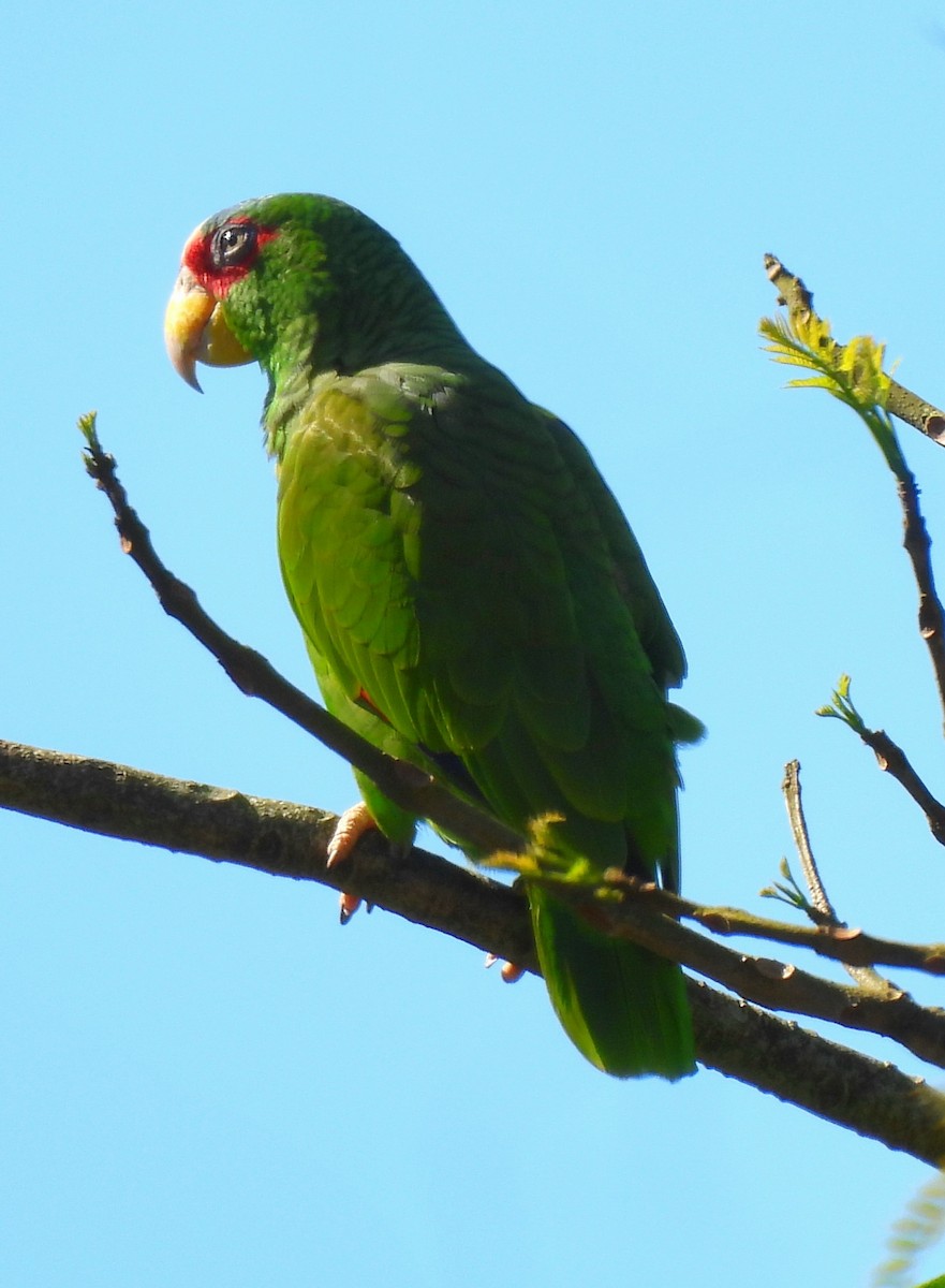 White-fronted Amazon - ML647597826