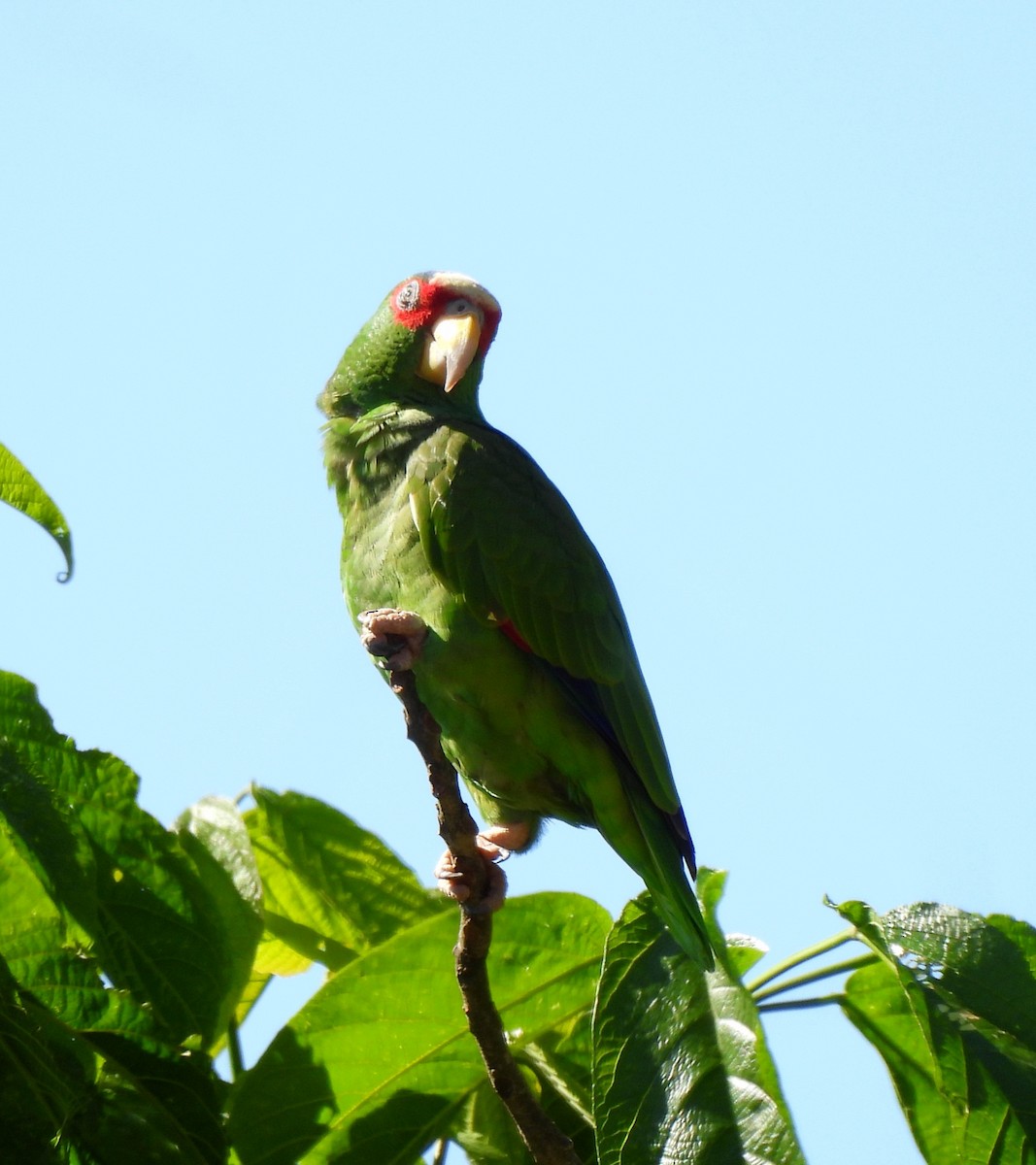 White-fronted Amazon - ML647597827