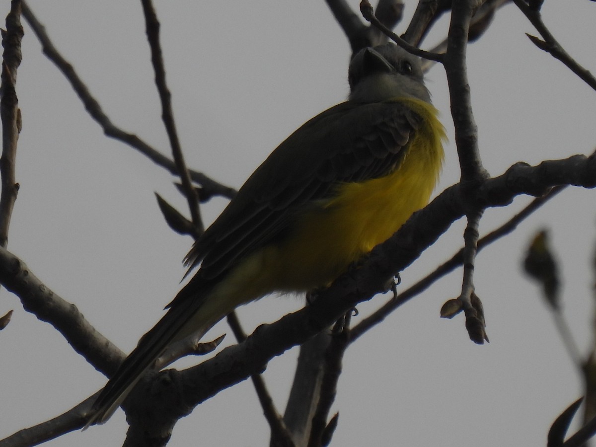 Couch's Kingbird - ML647597834