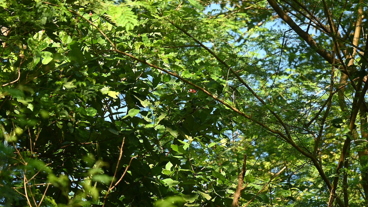 Red-crested Malkoha - ML647597835