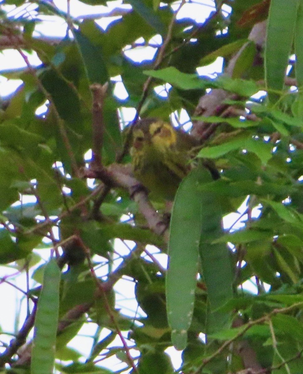 Cape May Warbler - ML647597837