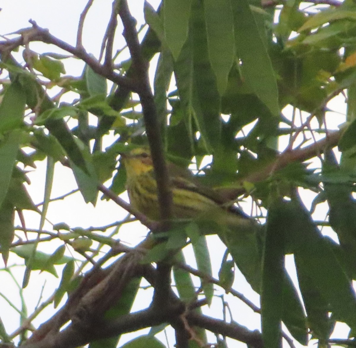 Cape May Warbler - ML647597838