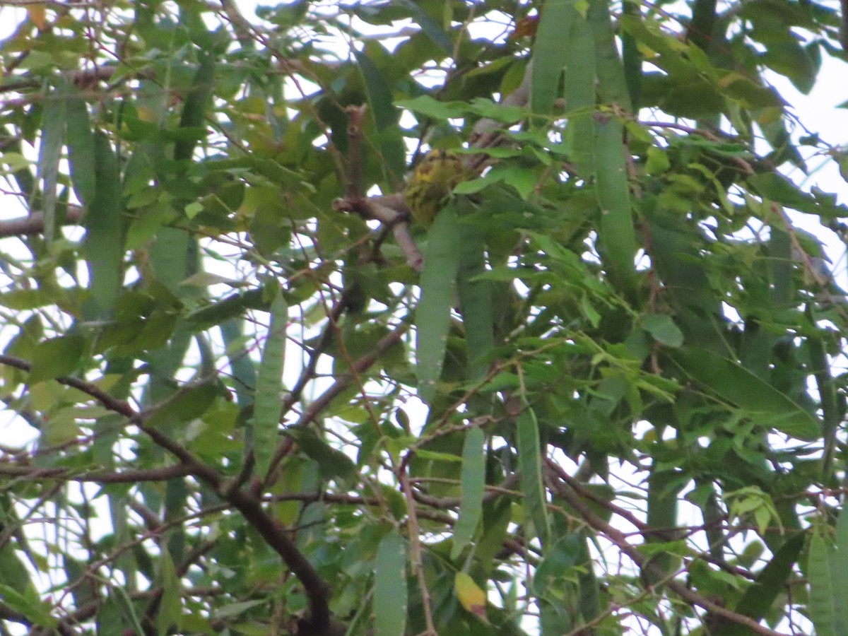 Cape May Warbler - ML647597839