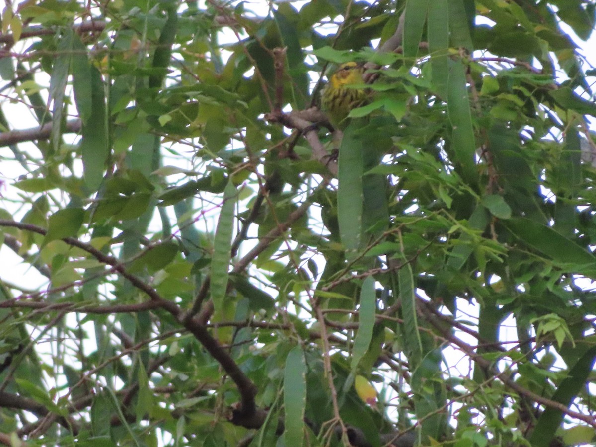 Cape May Warbler - ML647597840