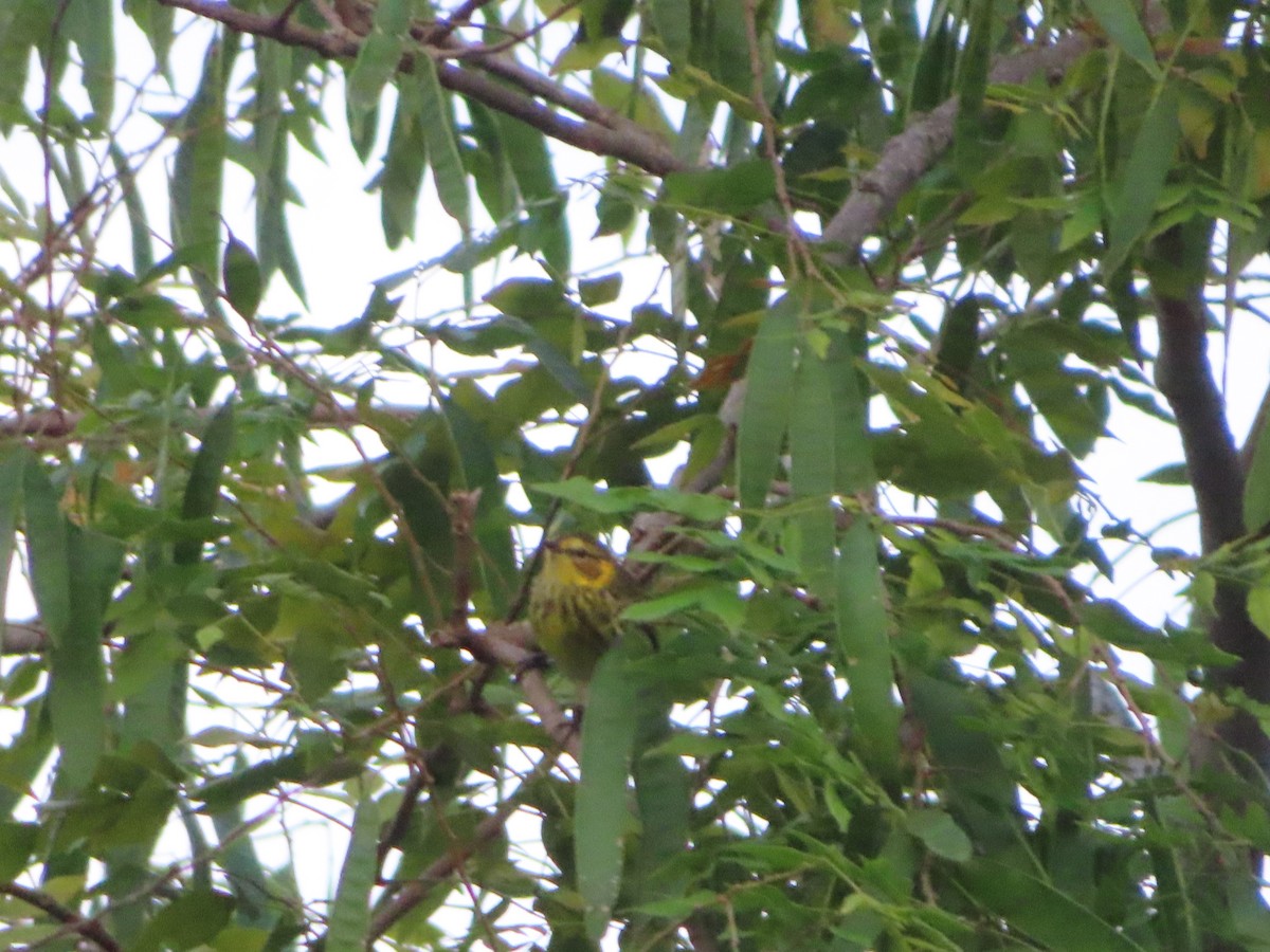 Cape May Warbler - ML647597841