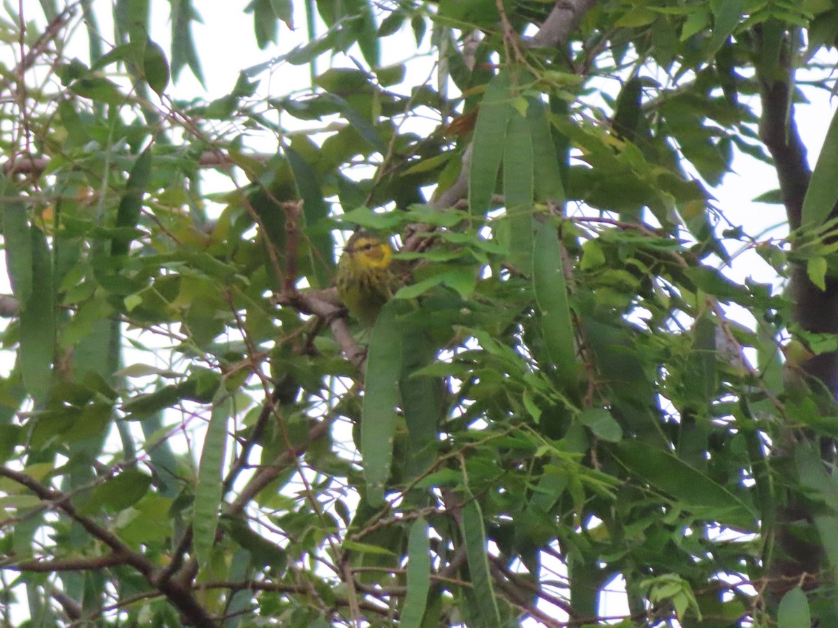 ホオアカアメリカムシクイ - ML647597842