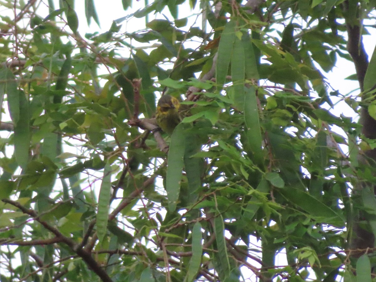 Cape May Warbler - ML647597843