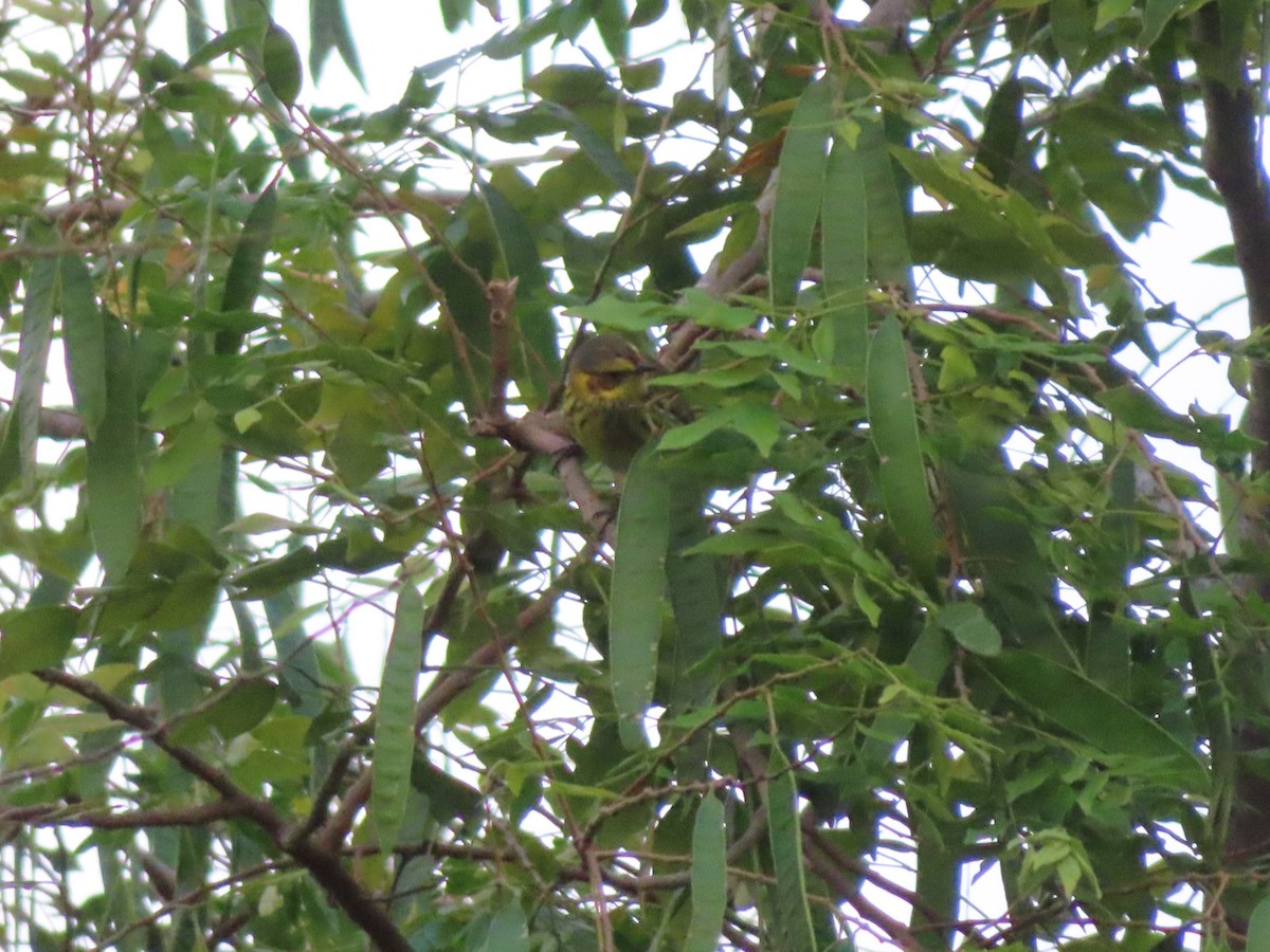 Cape May Warbler - ML647597844