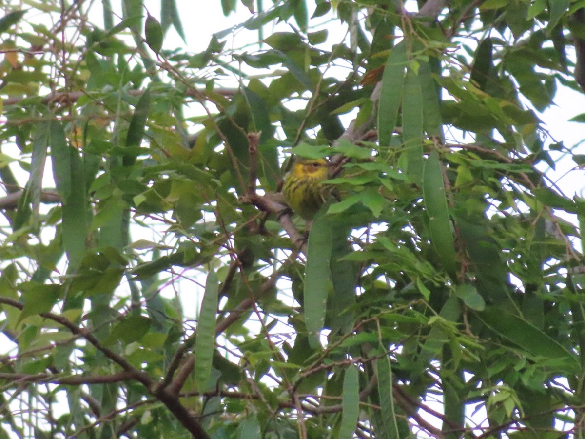 ホオアカアメリカムシクイ - ML647597845