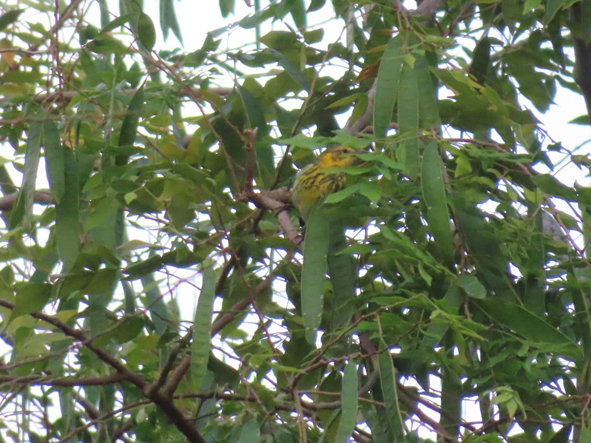 ホオアカアメリカムシクイ - ML647597846