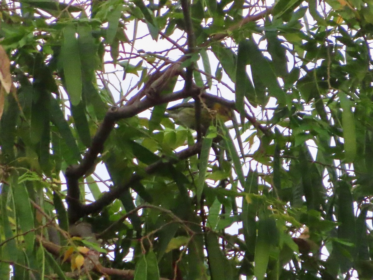Cape May Warbler - ML647597847
