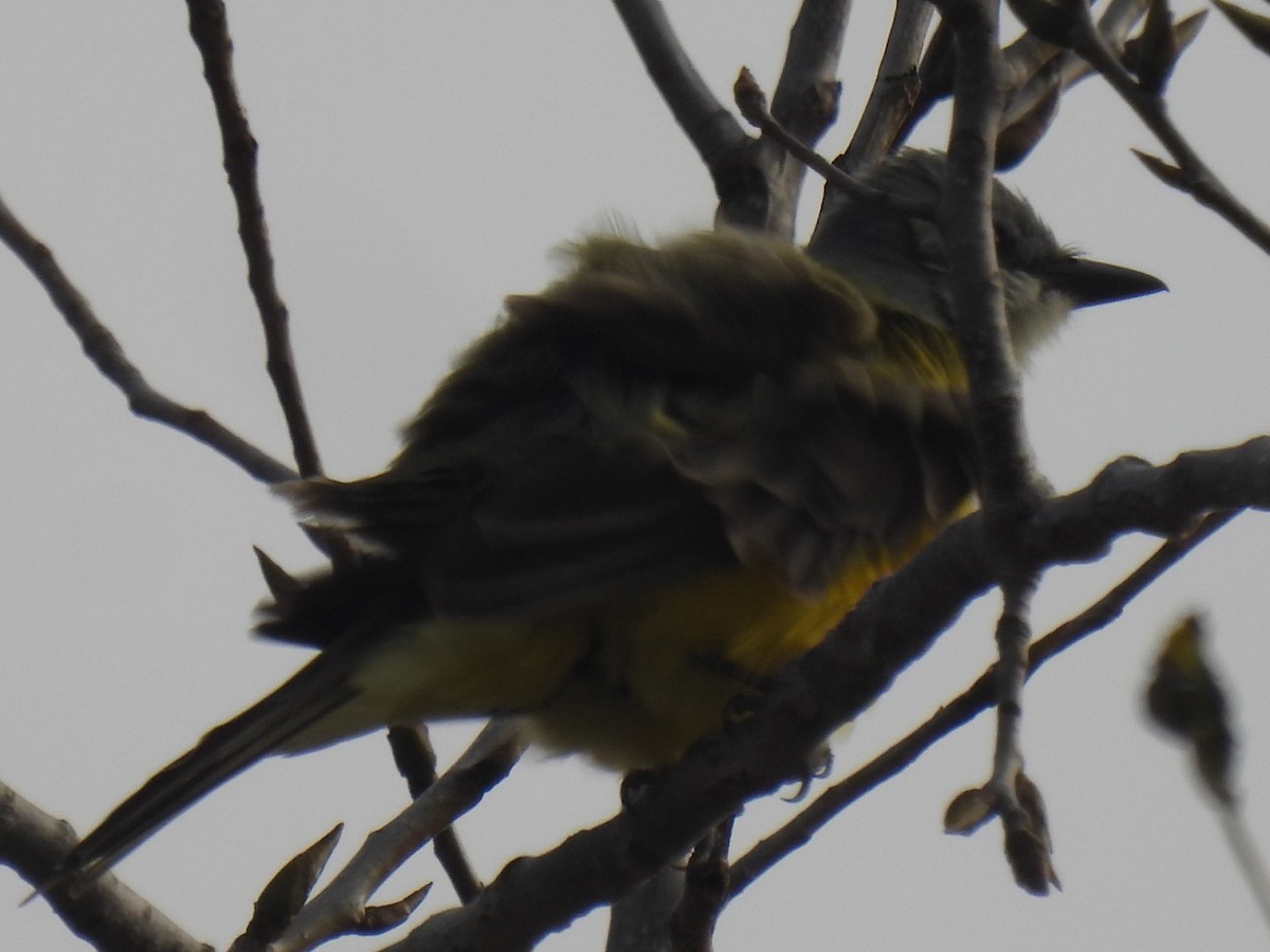 Couch's Kingbird - ML647597848