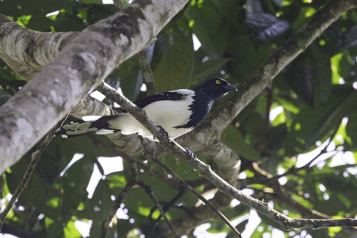 Magpie Tanager - ML647597849