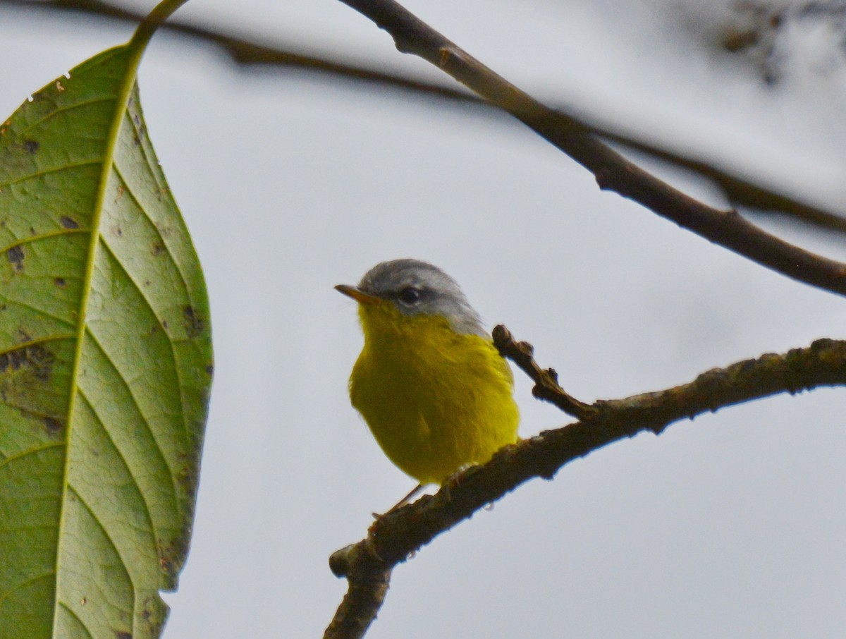 Gray-hooded Warbler - ML647597850