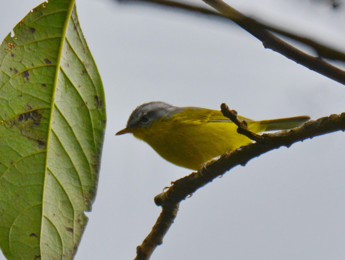 Gray-hooded Warbler - ML647597851