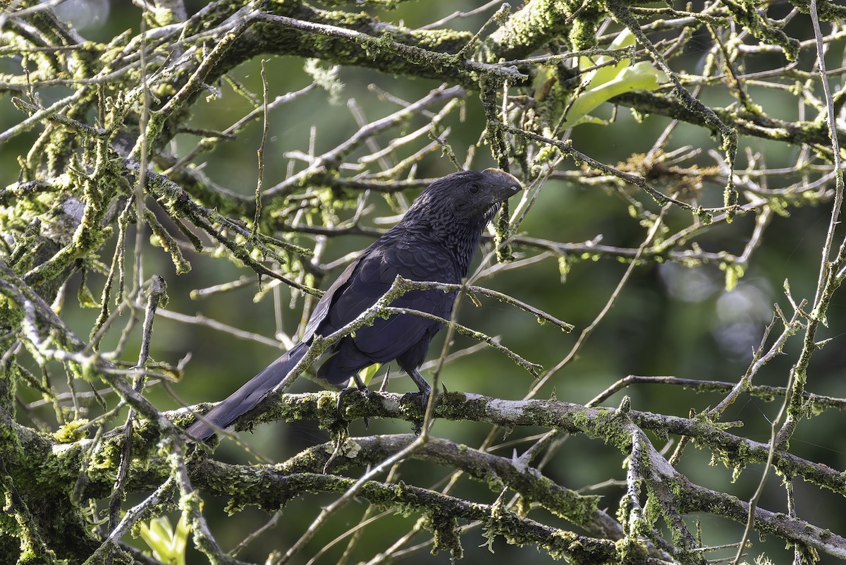 Smooth-billed Ani - ML647597852