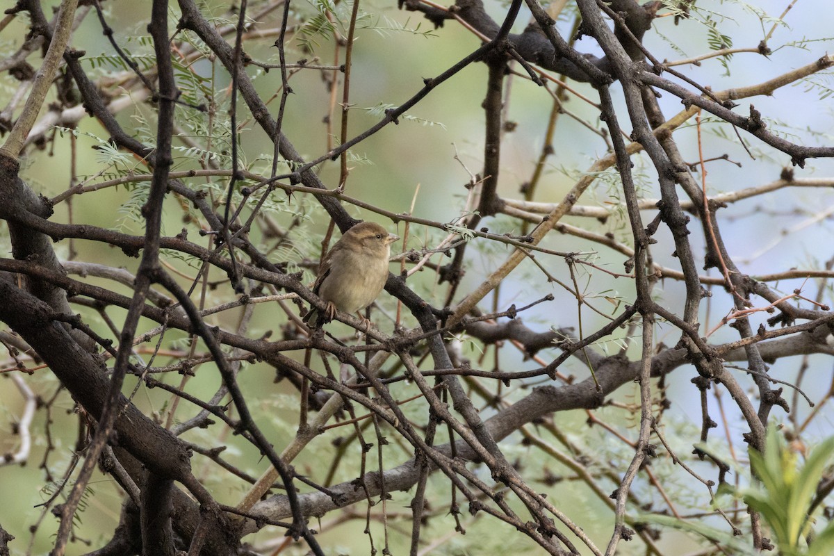 House Sparrow - ML647597853