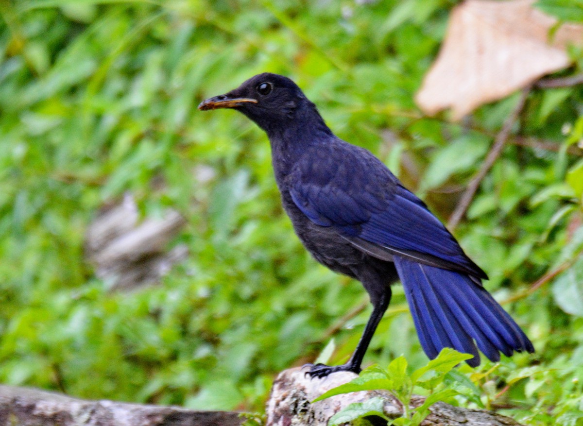 Blue Whistling-Thrush - ML647597854