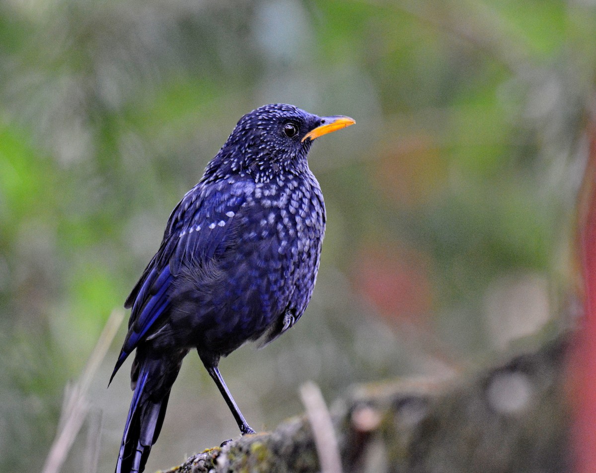 Blue Whistling-Thrush - ML647597855